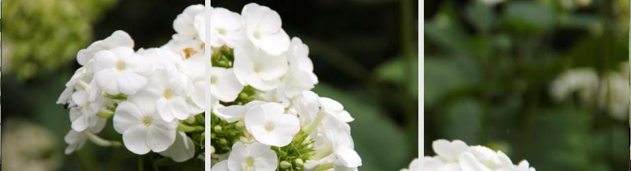 witte bloemen 2