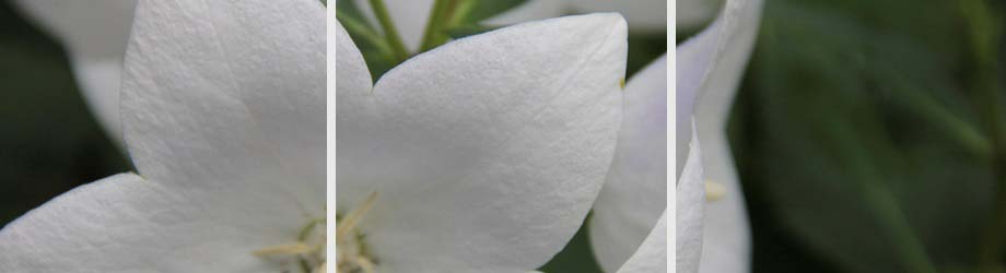 witte bloemen 3